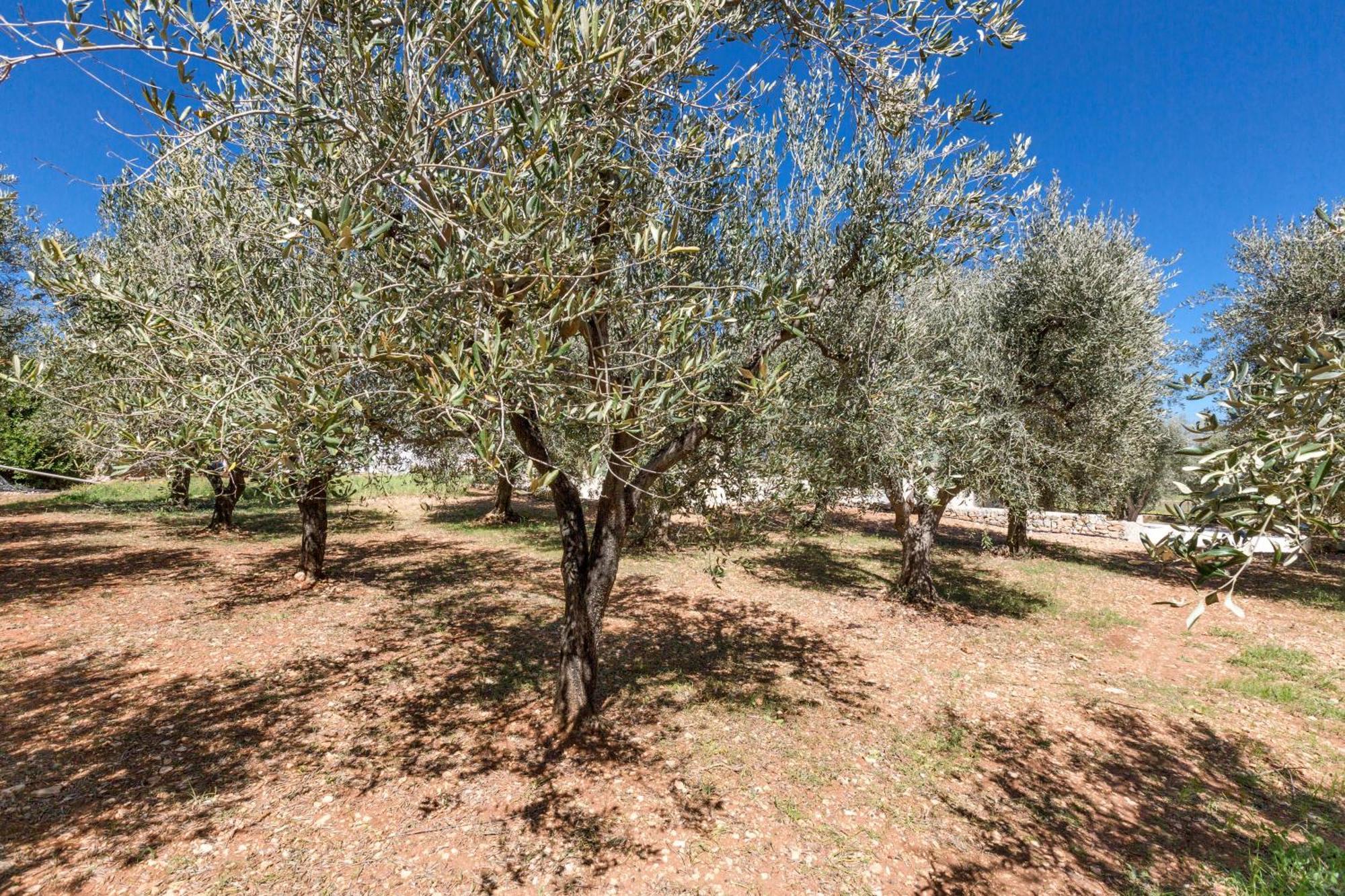 Trulli Ulivo Di Puglia By Barbarhouse Villa Selva Di Fasano Ngoại thất bức ảnh